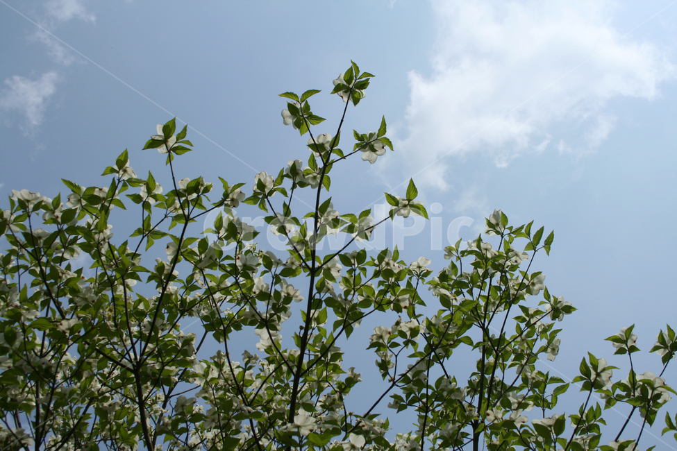 식물,flower,꽃,산딸나무,나무,하늘,구름,식물,자연,plants,nature,꽃,flower