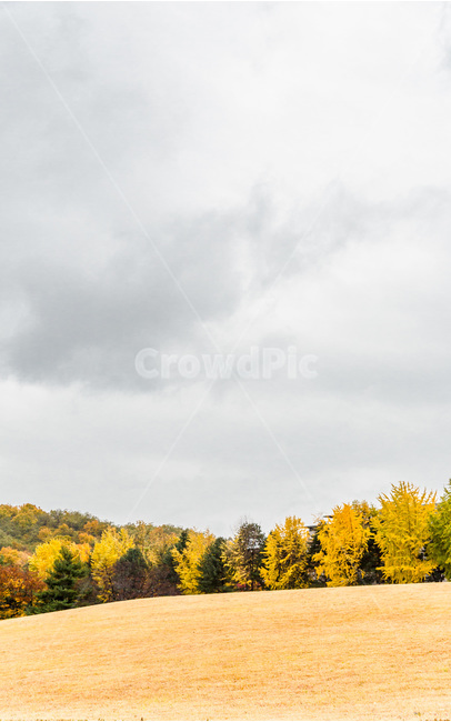 가을,단풍,낙엽,잔디,감성,가을,계절,fall,autumn,season,자연,풍경,nature,landscape,outdoors,옥외,tree,나무,plant,식물