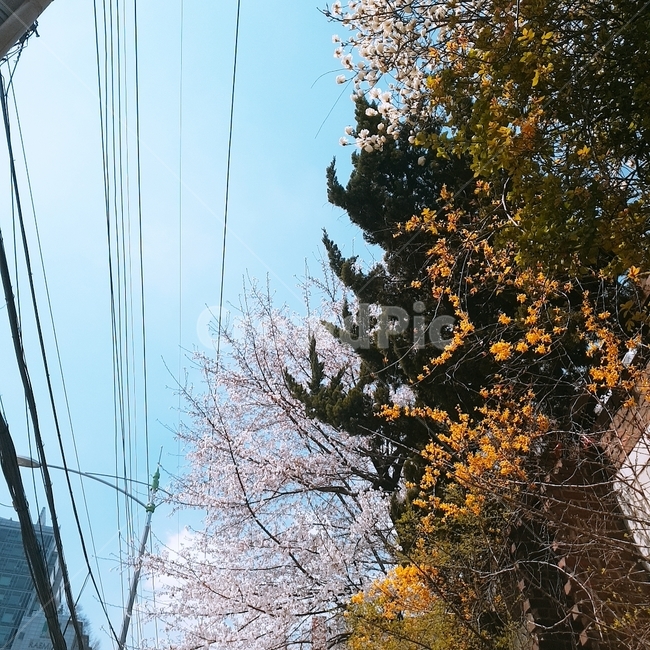 벚꽃,개나리,풍경,하늘,자연