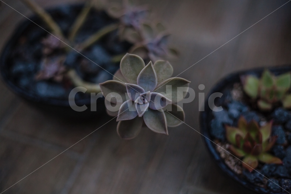 식물,꽃,다육,화분,자연,풍경,식물,자연,plants,nature