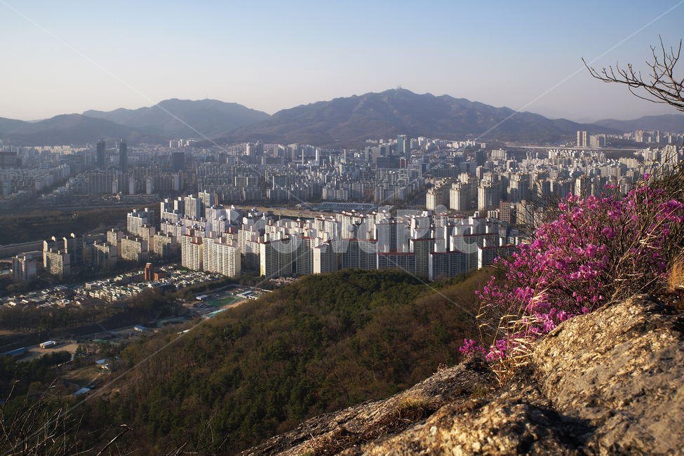 모락산,의왕시,경기도,안양시,평촌,도심풍경,건물,진달래,아파트