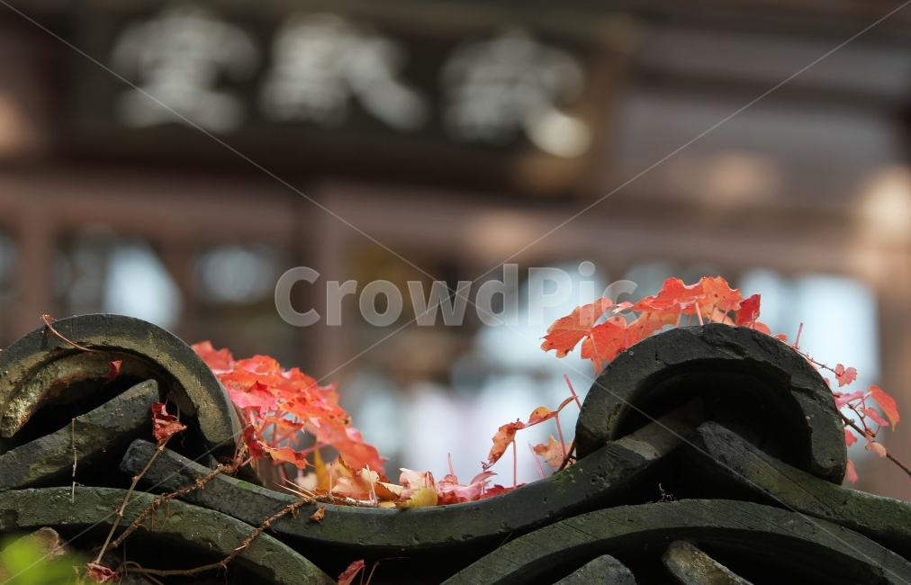기와지붕,단풍,가을,기와,단풍잎,단풍나무,감성사진,가을,계절,fall,autumn,season,한국전통,한국문화,korean traditional,korean culture,식물,자연,plants,nature