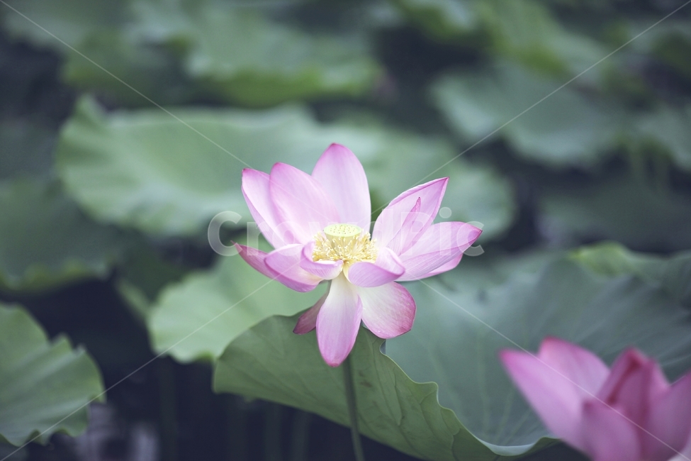 연꽃,lotus,식물,풍경,여름,식물,자연,plants,nature,꽃,flower