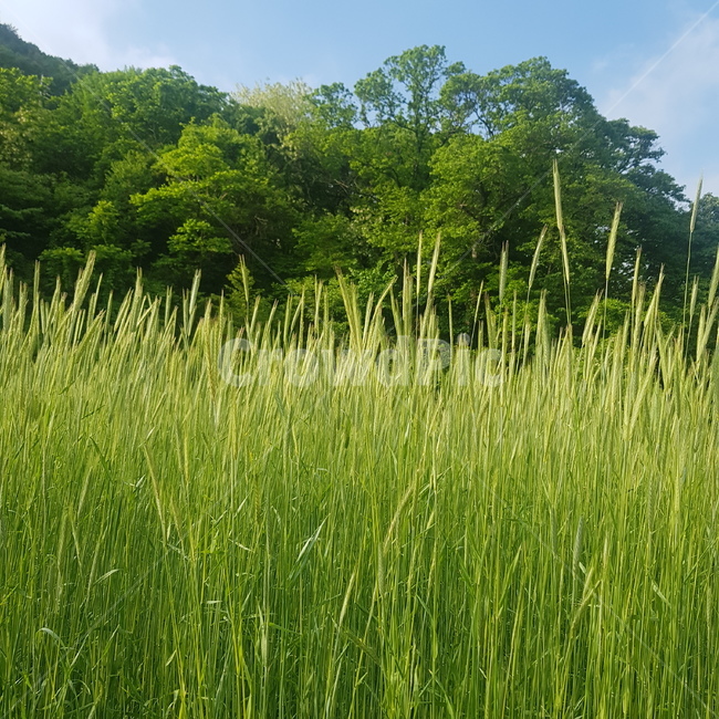 자연,시골,힐링,벼,농사,여름,풀,초록,숲,구름,산업,industry,industrial,농업,농사,agriculture,farming,farming industry