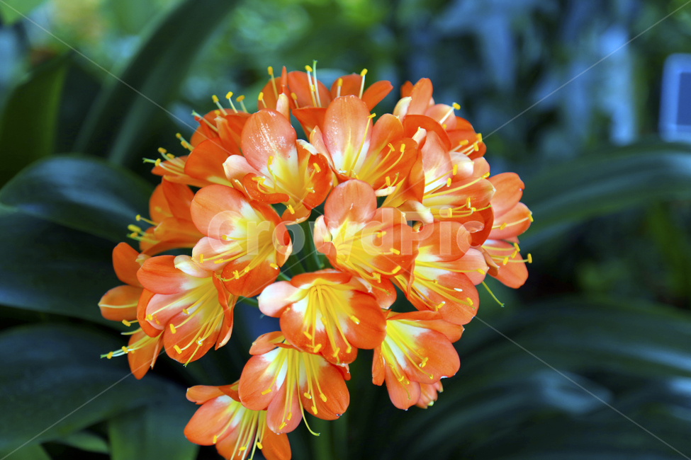 꽃,주황,예쁜꽃,봄꽃,이쁜꽃,식물,식물,자연,plants,nature,꽃,flower,색깔,색상,색채,색감,color sense,color sensitivity,feeling of color
