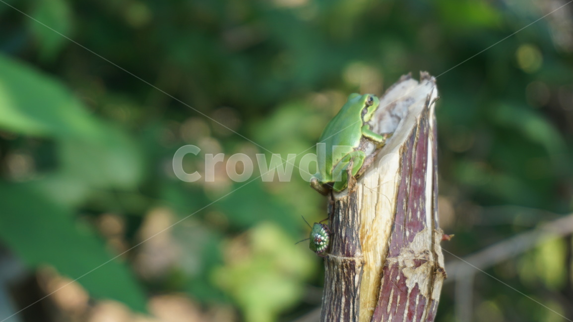청개구리,푸른,자연,개구리,animal,동물,nature,파충류,양서류,reptile,amphibian