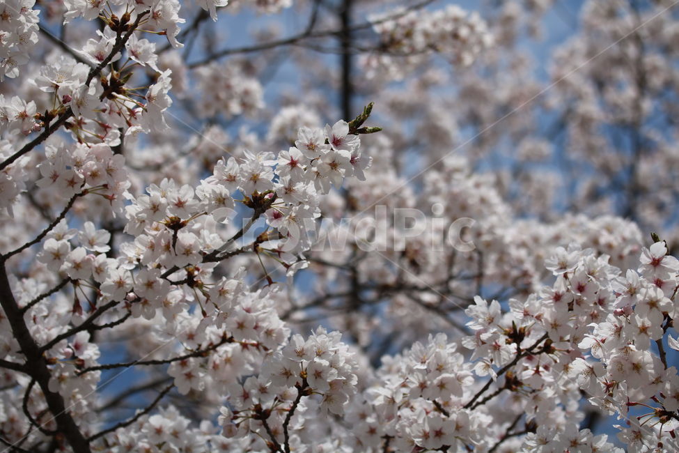 벚꽃,식물,꽃,자연,계절,컬러,분홍색,갈색,하얀색,봄날,cherryblossom,pink,brown,white,flower,spring,season,color,plant,nature,봄,계절,spring,season,식물,자연,plants,nature,꽃,flower,blossom,cherry blossom