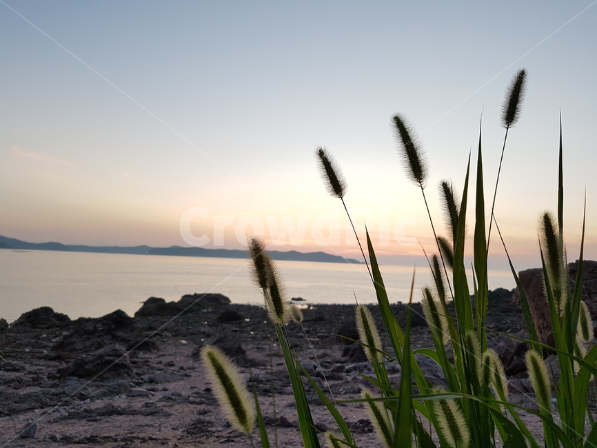 grass,plant,식물,lawn,잔디,석양,강아지풀,식물,자연,plants,nature