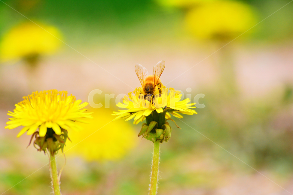 꿀벌,민들레꽃,봄꽃,곤충,동물,노랑꽃,honeybee,plant,식물,야생화,옐로우,벌,국화과,꽃차,약용식물,봄나물,건강식품,열중,양지,생명,화사한,봄날,yellow,flowers,spring,봄이미지,beautiful,자연,예쁜,봄,계절,spring,season,식물,자연,plants,nature,꽃,flower,동물,animal,곤충,벌레,insect,bug,bee,invertebrate,무척추 동물