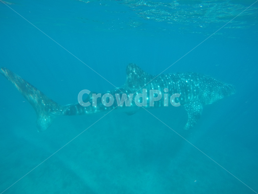 호주,필리핀,고래상어,상어,스쿠버다이빙,동물,animal,어류,물고기,fish