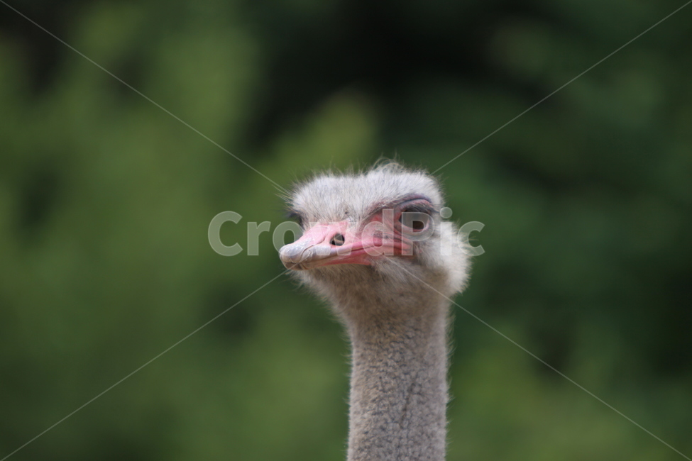 타조,동물,새,동물원,머리,동물,animal,조류,새,birds