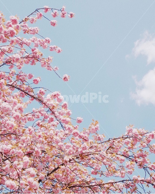 벚꽃,겹벚꽃,봄,계절,하늘,자연,spring,cherryblossoms,벚꽃나무,식물,사쿠라,감성,감성사진,꽃,flower,봄,계절,spring,season,식물,자연,plants,nature,꽃,flower,감성,sensible,feeling,plant,blossom,cherry blossom