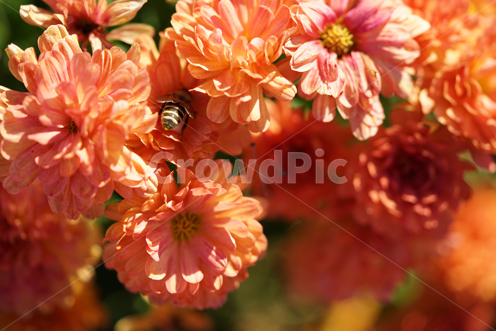 국화,과꽃,주황색꽃,꿀벌,접사,화단,정원,수목원,flower,blooming,garden,꽃,macro,식물,자연,plants,nature,꽃,flower