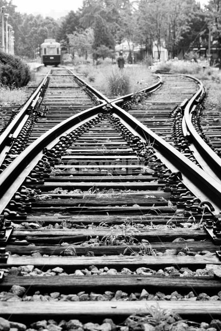 철로,열차,꽃,여름,게절,train,rail,흑백,모노톤,monochrome,black and white