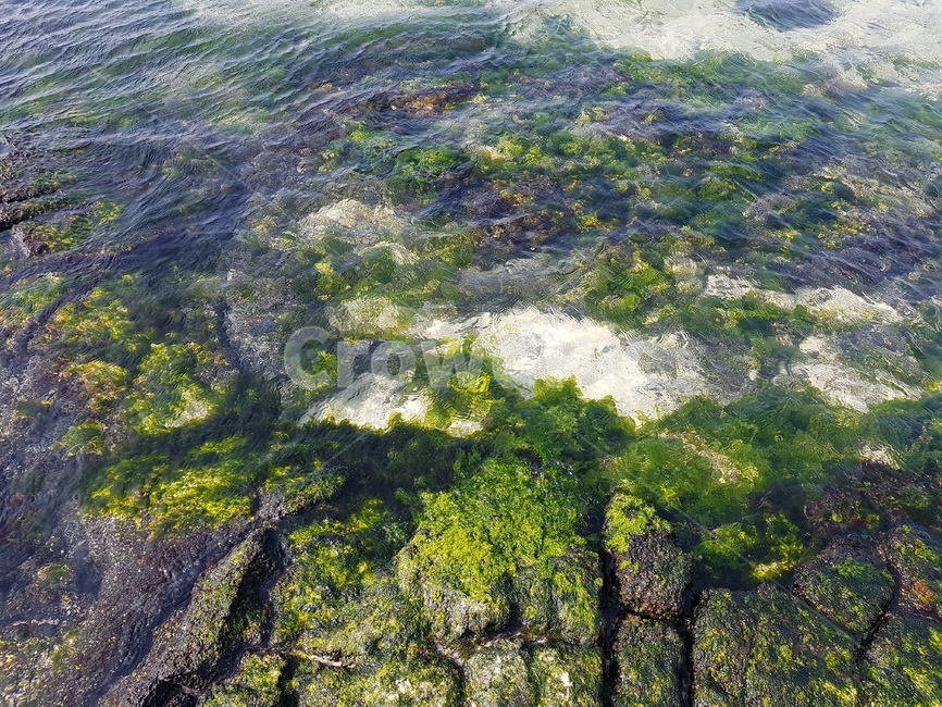 해초,물이끼,현무암,제주도,바닷가,해변,초록,검은돌,맑은물,seaweeds,bogmoss,jeju,beach,sea
