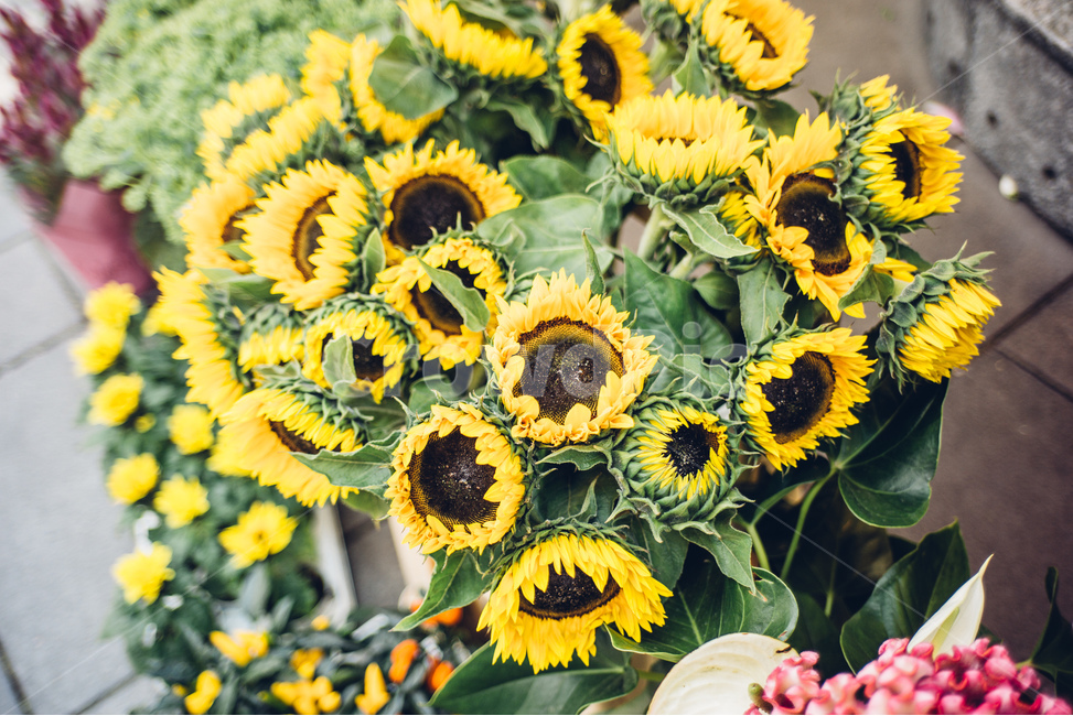 해바라기,꽃,꽃다발,노란색,여름,식물,sunflower,flower,yellow,summer,예쁜,beautiful,plants,식물,자연,plants,nature,꽃,flower