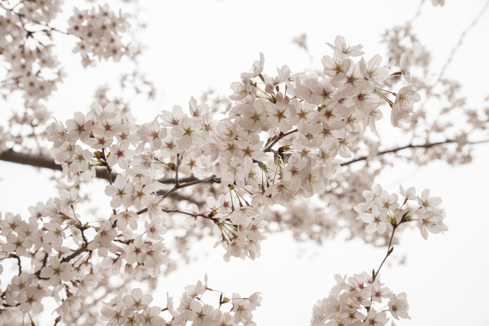 벚꽃,봄,봄꽃,벚나무,나무,plant,식물,blossom,꽃,flower