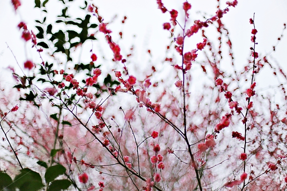 매화,매화꽃,꽃,하동,매화축제,hadong,flower,봄,계절,spring,season,식물,자연,plants,nature,꽃,flower,plant,blossom
