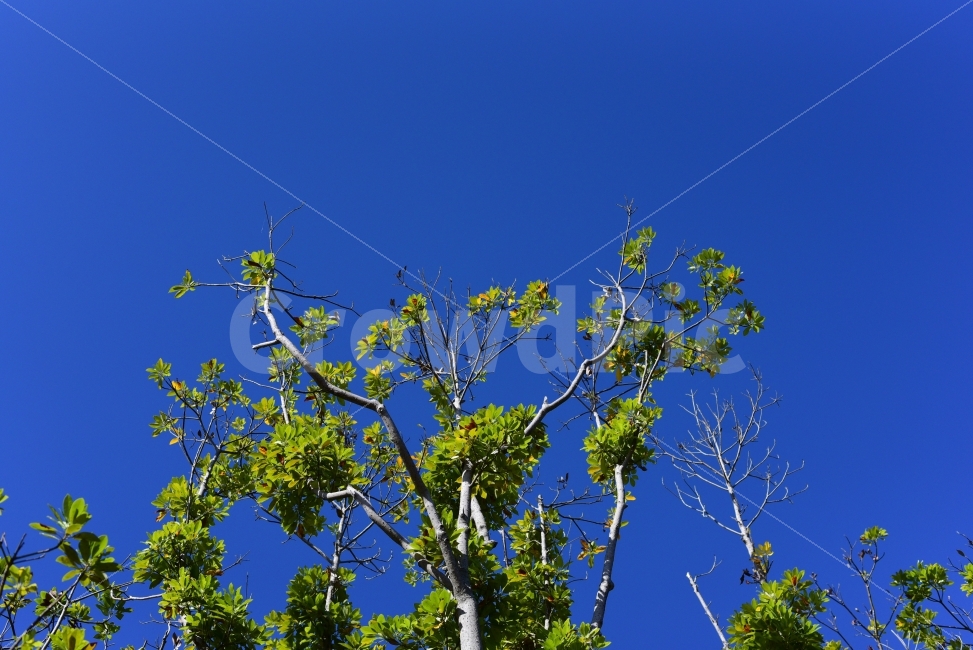 나무,하늘,아침,이파리,가을,식물,자연,plants,nature,나무,trees,wood