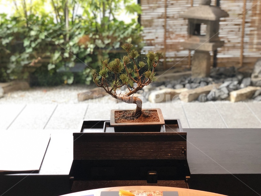 분재,일본,정원,사각화분,tree,나무,plant,pottedplant,화분