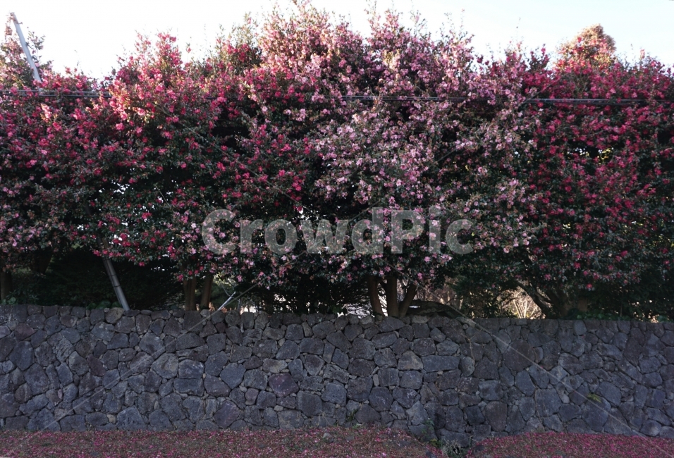 겨울,꽃,동백,자연,감성,식물,자연,plants,nature,꽃,flower,나무,trees,wood