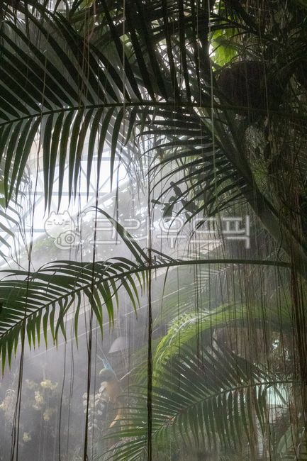 rainforest, 열대우림, 정글, 밀림, vegetation, 사진,이미지,일러스트,캘리그라피 - 1029oo작가