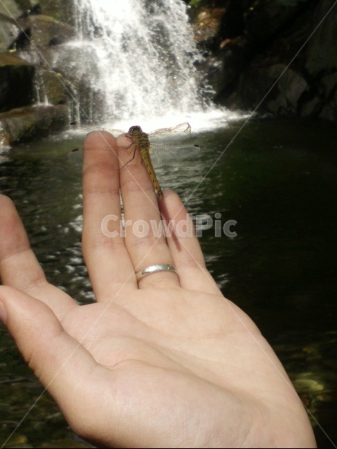 잠자리,계곡,여름,자연,곤충,person,hand,곤충,벌레,insect,bug