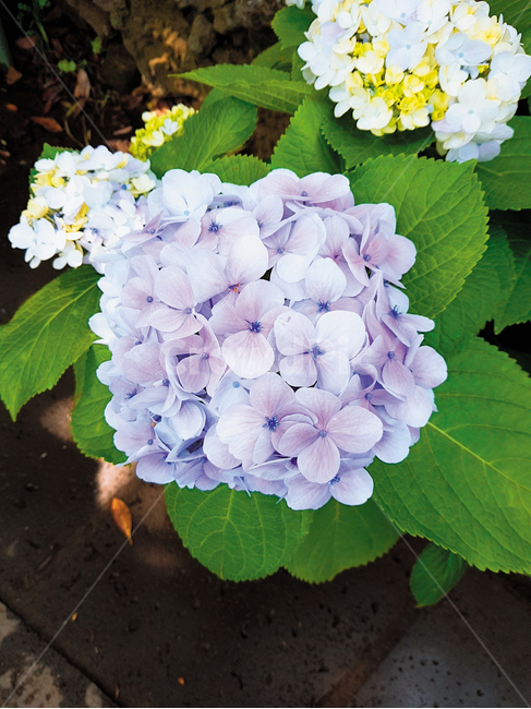 꽃,flower,제주도,식물원,수국,자연,식물,자연,plants,nature,꽃,flower