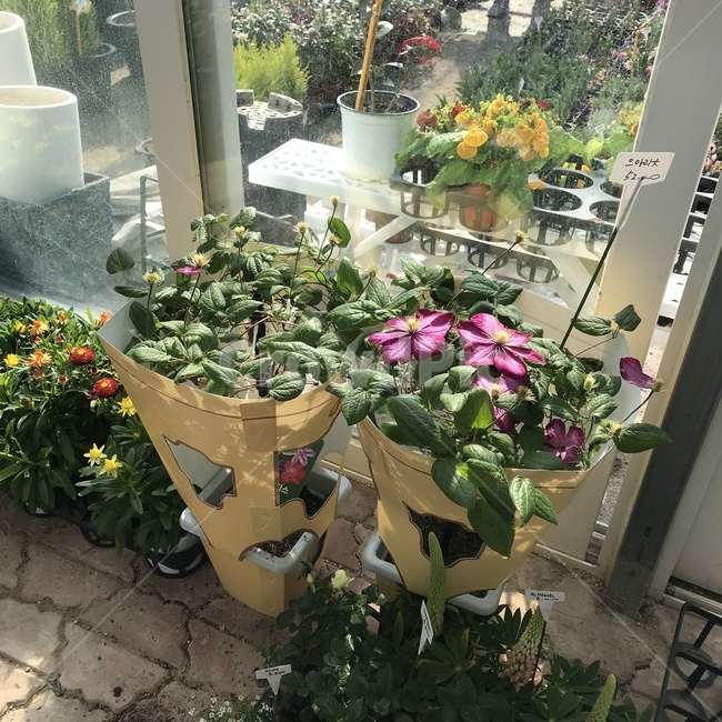 꽃,flower,plant,식물,화분,식물,자연,plants,nature,꽃,flower