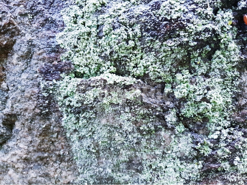 이끼,자연,식물,바위,배경,moss,nature,flora,rock,background,자연,풍경,nature,landscape