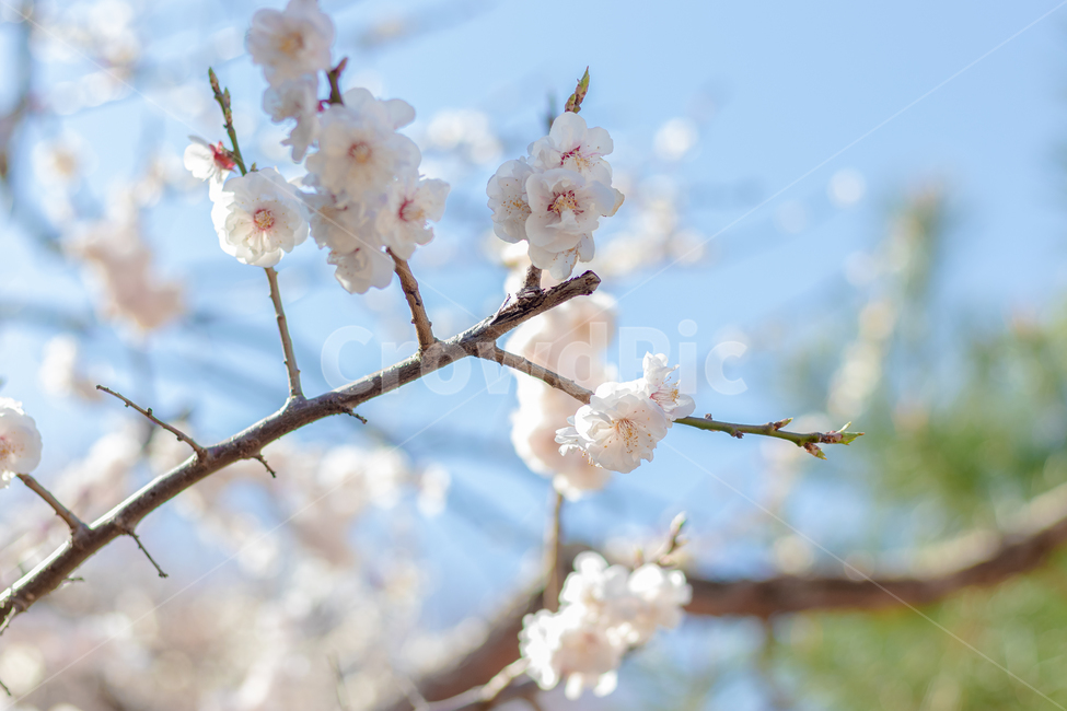 매화,봄꽃,꽃,식물,plant,봄,계절,spring,season,식물,자연,plants,nature,꽃,flower