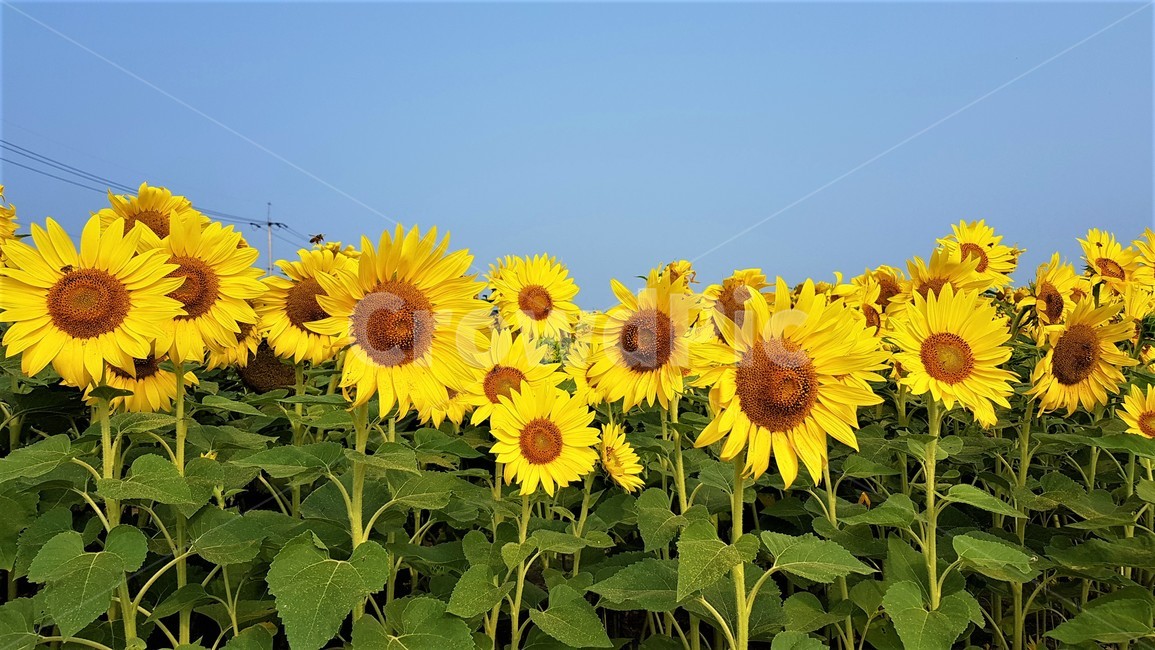 해바라기,꽃,식물,자연,아름다움,태양,sun,가을,여름,계절,plants,season,nature,summer,sunflower