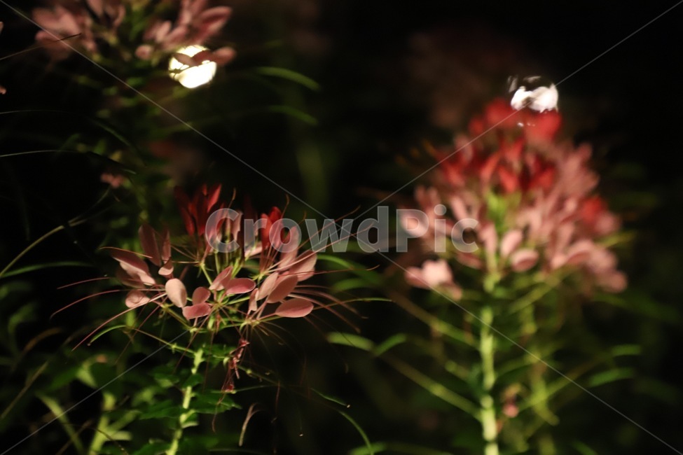 plant,식물,빛,라이트,꽃,식물,자연,plants,nature,꽃,flower