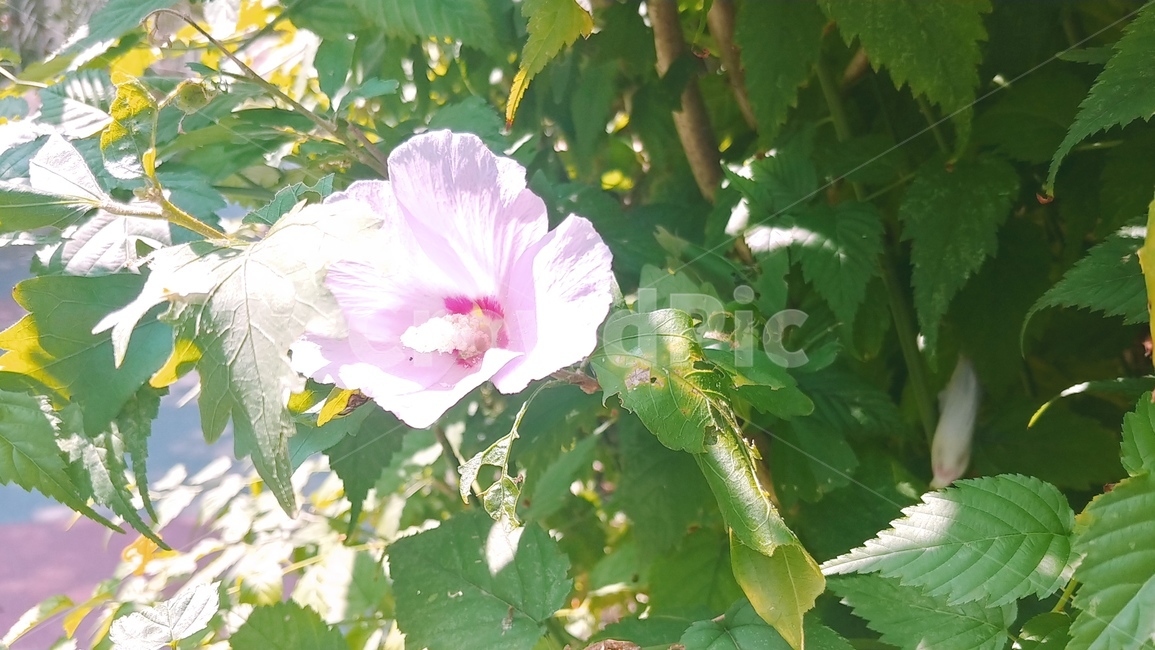 무궁화,골목길,꽃,우리나라국화,꽃봉우리,무궁화나무