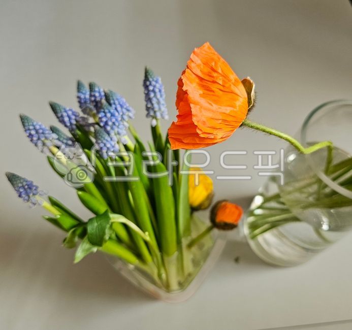 spring flowers,poppy,Muscari,flower arrangement,flower