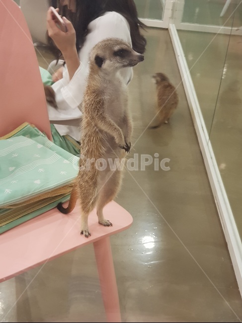 미어캣,동물,희귀동물,본능,귀여움,동물,animal,포유류,mammal