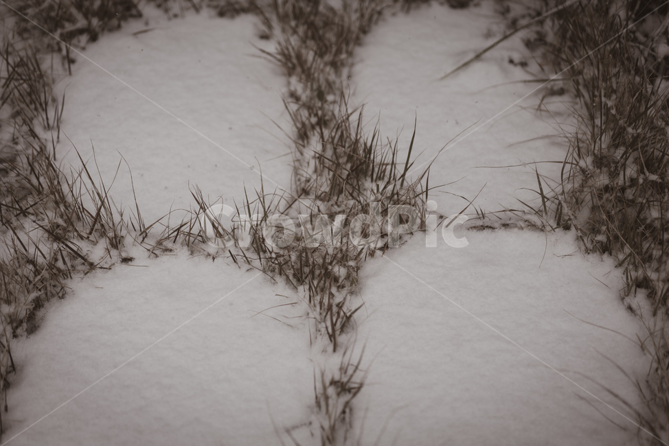 눈,함박눈,겨울,winter,snow,잔디,바닥