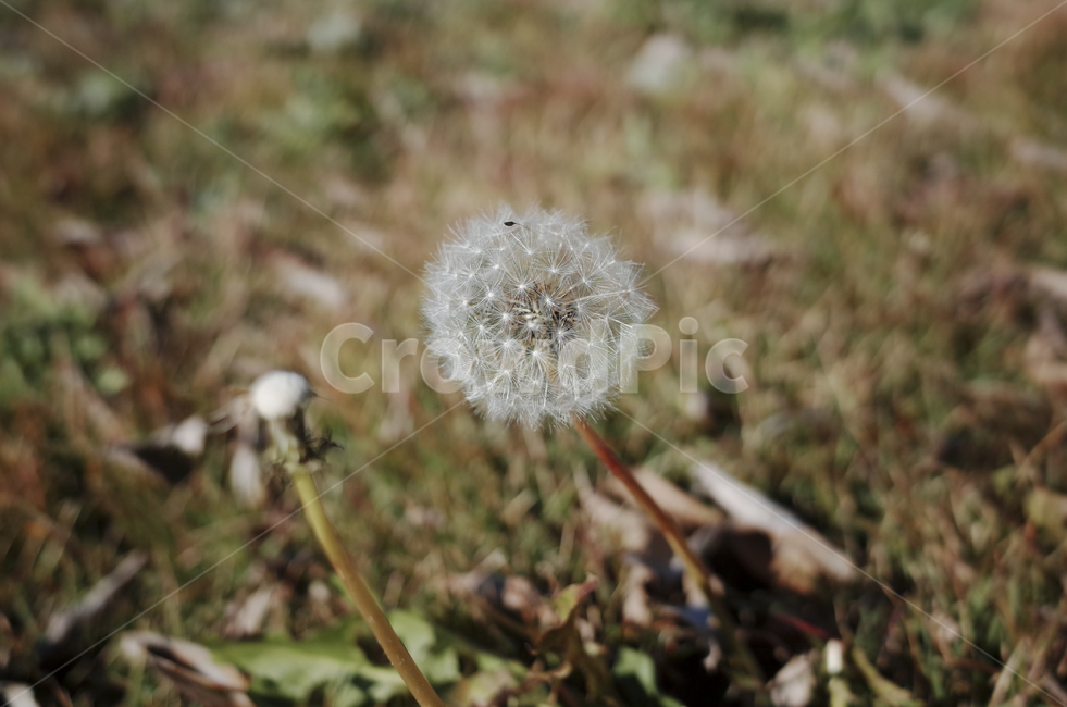 꽃,flower,color,색,들꽃,민들레,민들레꽃,yellow,노란,노란꽃,노랑,dandelion,plant,식물,blossom,식물,자연,plants,nature,꽃,flower