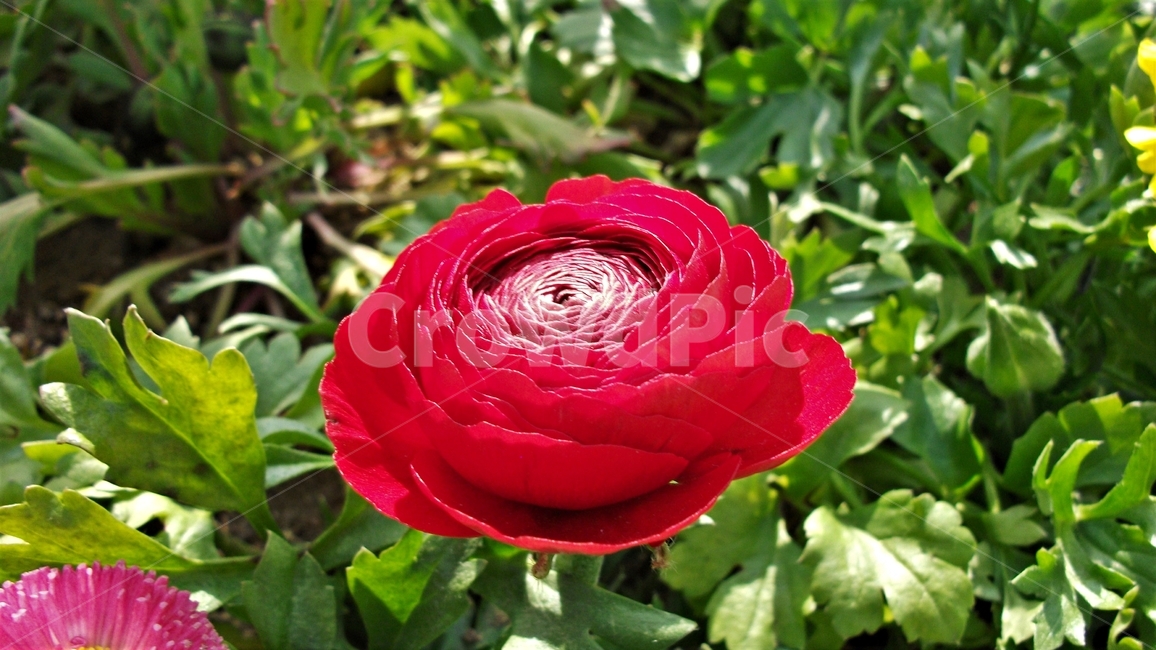 꽃,자연,식물,꽃잎,암술,수술,봄,spring,nature,bloom,petal,floral,scent,beautiful,plant,flower,붉은색,식물,자연,plants,nature,꽃,flower