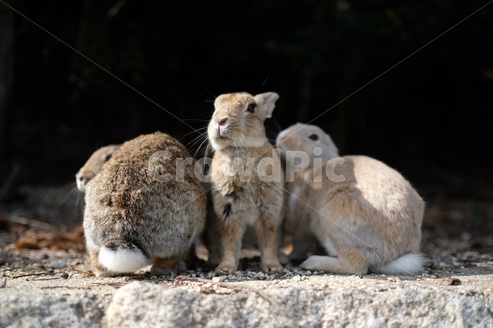 토끼,가족,엉덩이,자연,초식동물,포유류,깡총,세마리,rabbit,동물,animal,포유류,mammal