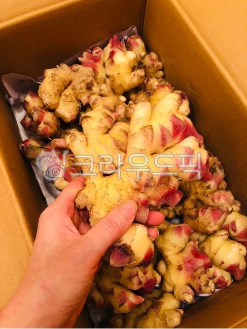 생강,안동생강,국산생강,흙생강,햇생강,싱싱한,신선한,식자재,식재료,자연,Ginger,AndongGinger,DomesticGinger,SoilGinger,FreshGinger,Fresh,FoodIngredients,Ingredients,Nature