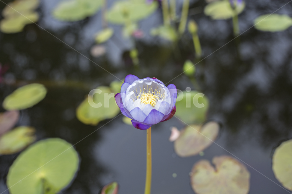 연꽃,플라워,봄꽃,flower,lotus,연못,pond,식물,자연,plants,nature,꽃,flower