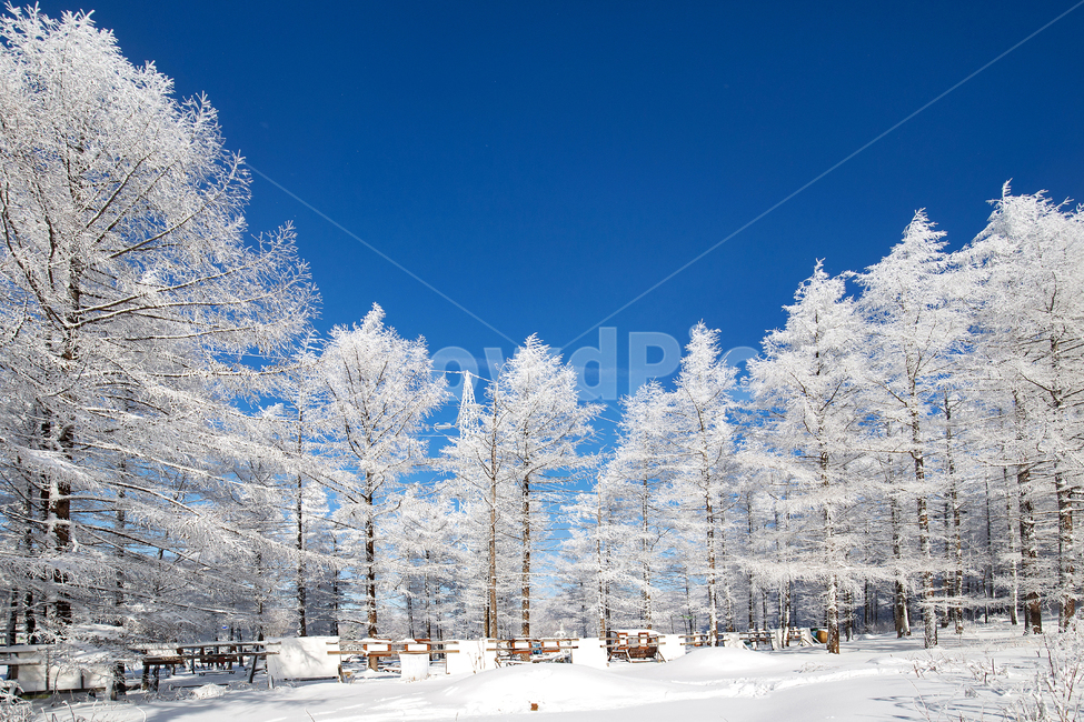 설경,만항재,겨울,눈꽃,눈,함백산,강원도,나무,얼음,winter,snow,풍경배경,배경,겨울배경,겨울,계절,winter,season,자연,풍경,nature,landscape