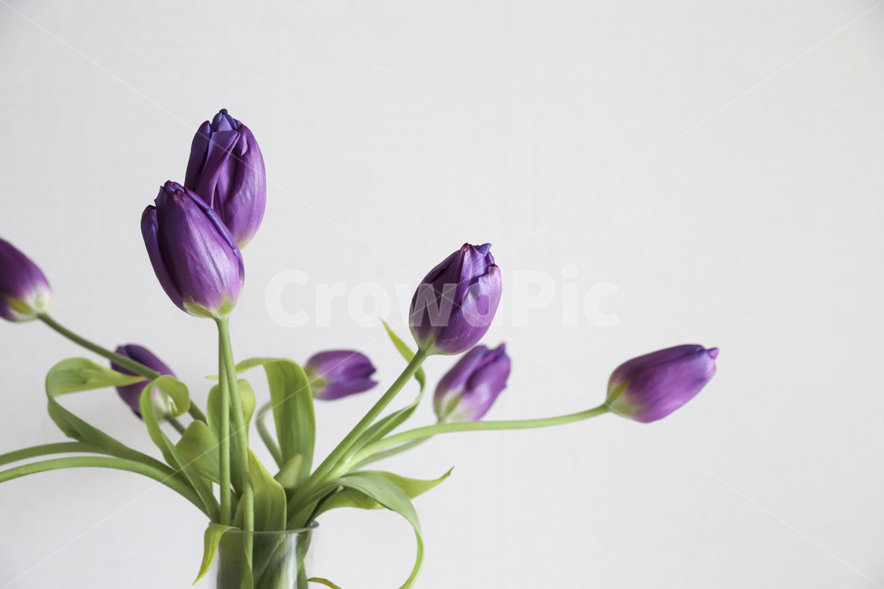 꽃,튤립,꽃집,식물,화초,화훼,flower,blossom,plant,식물,자연,plants,nature,꽃,flower