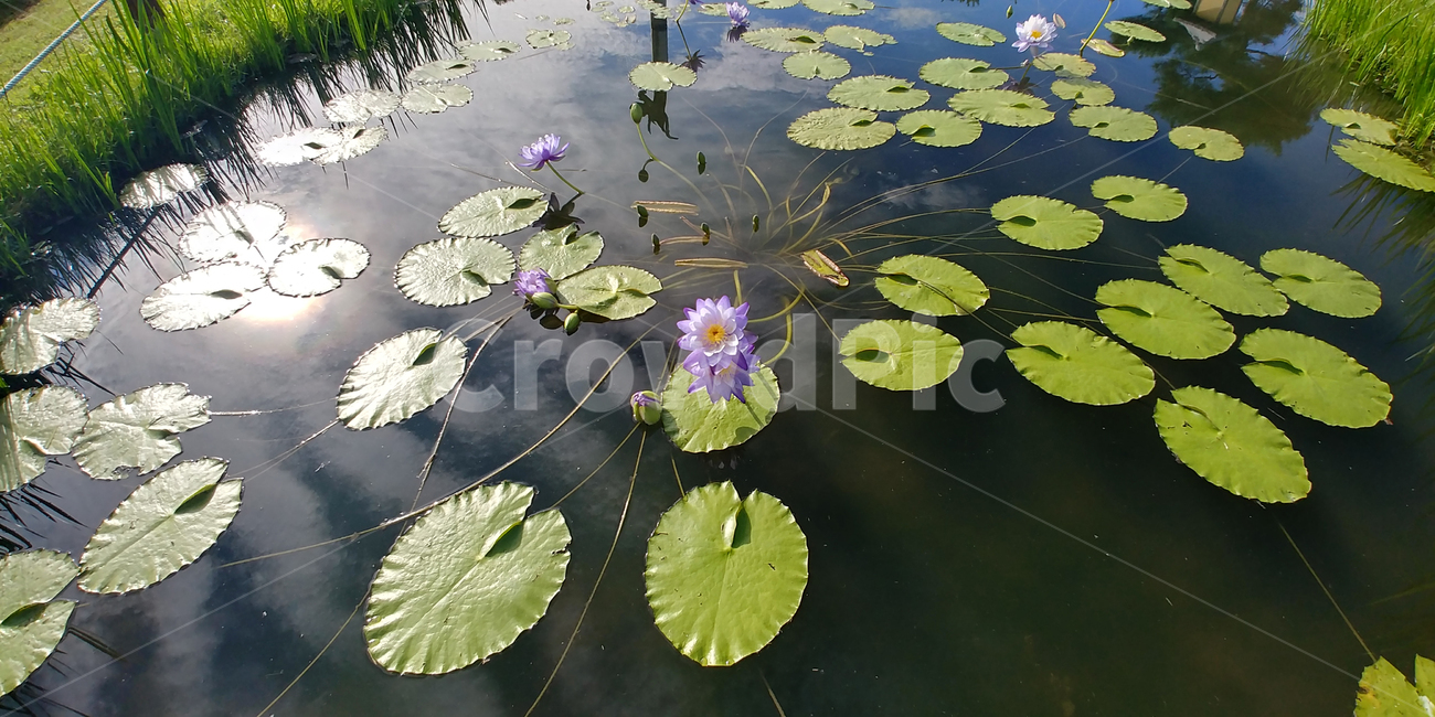 연꽃,물,잎,보라색꽃,가시연,7월,8월,아름다움,plant,식물,flower,blossom,water,nature,자연