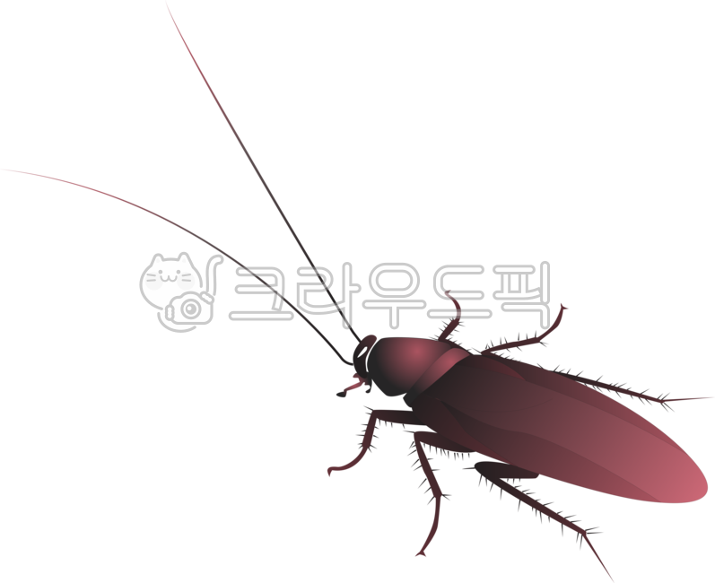 바퀴벌레,바퀴벌레일러스트,cockroach,해충,벌레