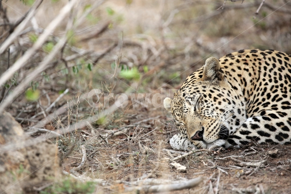 표범,야생동물,아프리카,크루거국립공원,낮잠,휴식,육식동물,남아공,사파리,bigcats