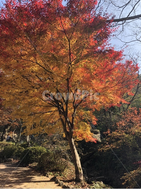 단풍,단풍나무,자연,붉은,산,나무,노랑,autumn,fall,가을,계절,season,tree,빛,햇빛,가을,계절,fall,autumn,season,plant,식물,maple,leaf,잎