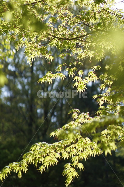 나무,잎사귀,초록,봄,햇살,빛비침,따스함,식물,자연,plants,nature,휴식,힐링,rest,relaxation,healing