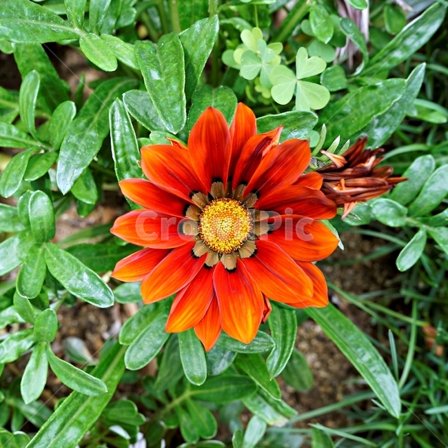꽃,봄,자연,식물,flower,plant,floral,garden,가자니아,국화과,훈장국화,태양국,원예,gazania,남아프리카원산,암술,수술,주황,주홍,원형,꽃잎,화사함,화훼